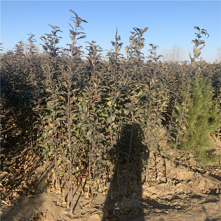 批發(fā)煙富10號蘋果苗、批發(fā)煙富10號蘋果苗價格及報價