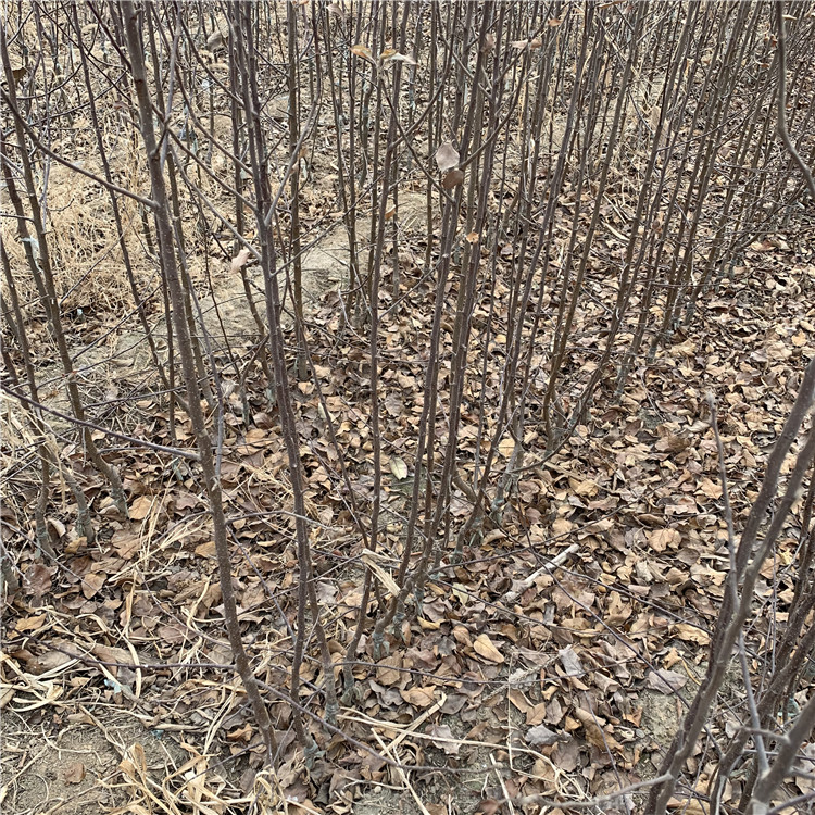 美八苹果树苗价格、美八苹果树苗基地