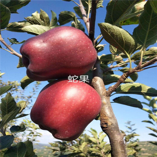 雙矮蘋果樹苗、雙矮蘋果樹苗批發(fā)基地