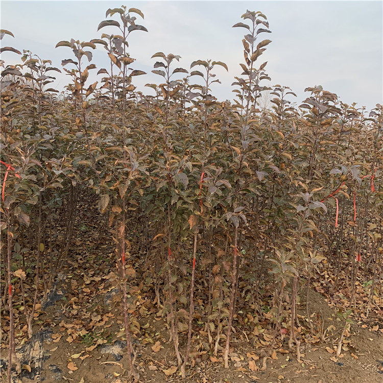 懒富苹果树苗价格、懒富苹果树苗报价