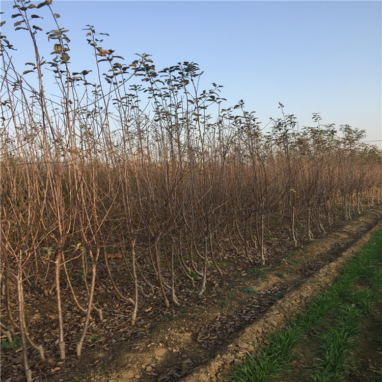 黄香蕉苹果苗价格、黄香蕉苹果苗基地