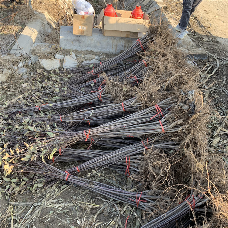 奶油苹果树苗、奶油苹果树苗新品种