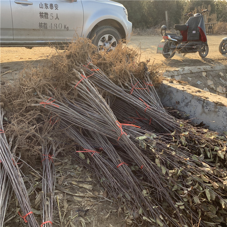 小国光苹果苗品种介绍、小国光苹果苗基地及报价