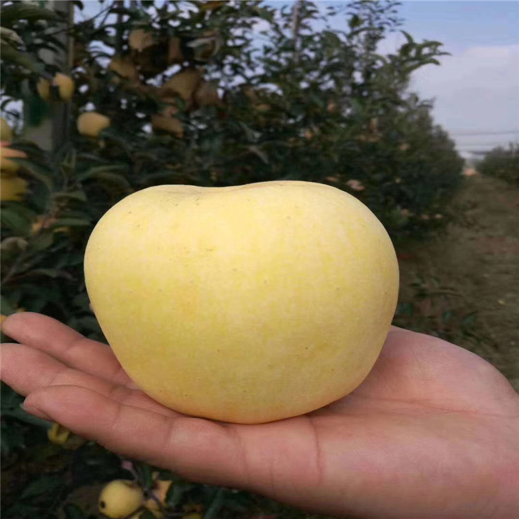 紅將軍蘋(píng)果苗、紅將軍蘋(píng)果苗基地