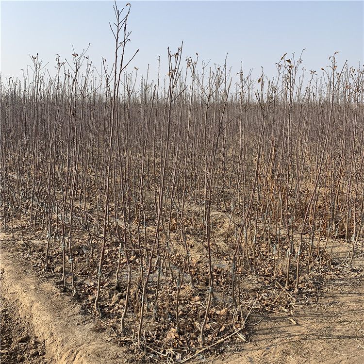 花牛苹果苗新品种、花牛苹果苗价格及基地