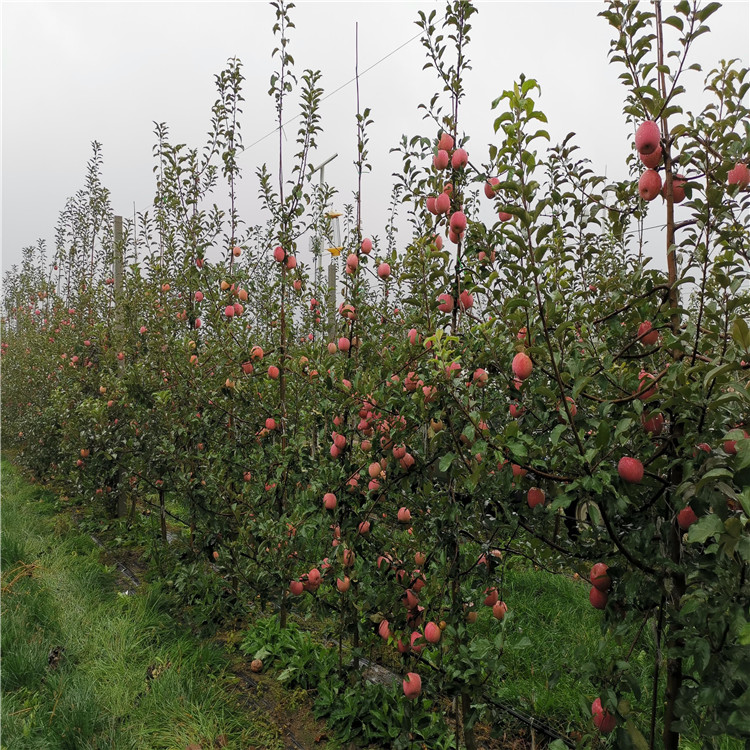 烟富10号苹果树苗新品种、烟富10号苹果树苗价格及基地