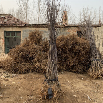 出售煙富七號(hào)蘋(píng)果苗、出售煙富七號(hào)蘋(píng)果苗基地