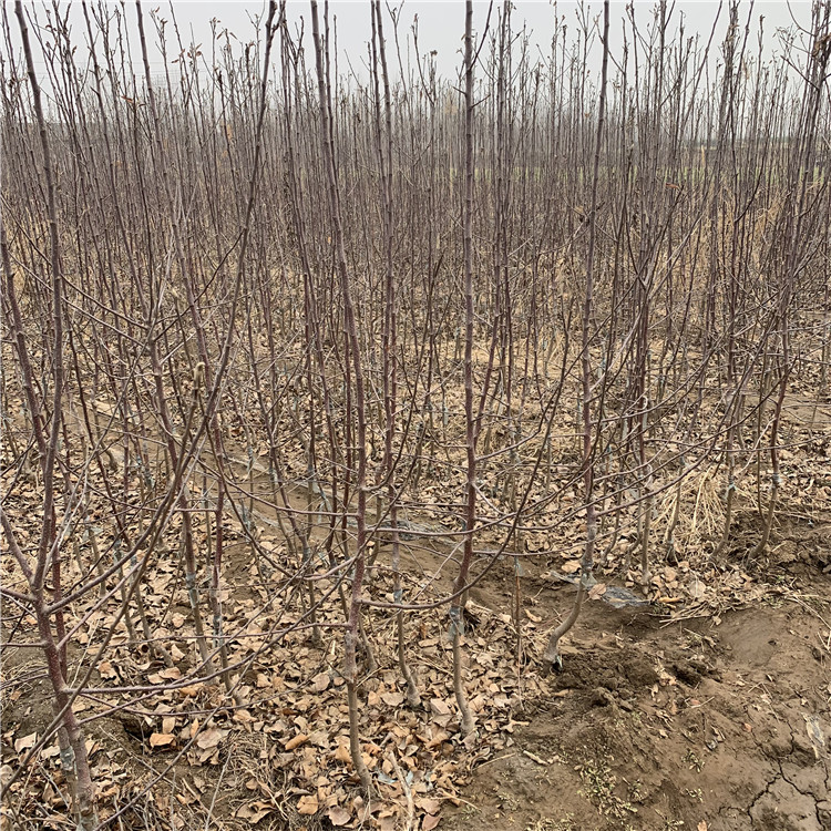 批发华冠苹果苗、华冠苹果苗基地