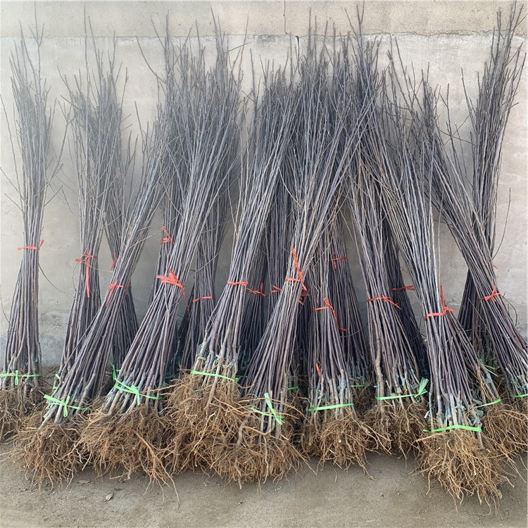 煙富10號(hào)蘋果樹苗、煙富10號(hào)蘋果樹苗批發(fā)價(jià)格