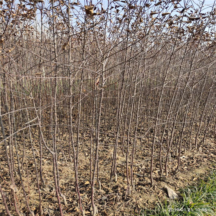 华硕苹果苗、华硕苹果苗品种