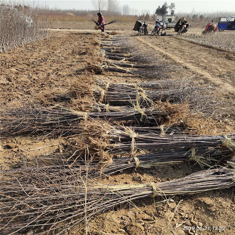 2公分苹果树苗、2公分苹果树苗批发基地