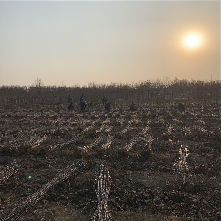 新品种泰山早霞苹果苗价格、新品种泰山早霞苹果苗基地