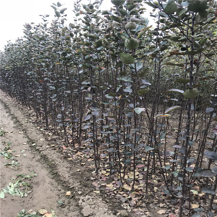 秦冠蘋果苗出售、秦冠蘋果苗基地