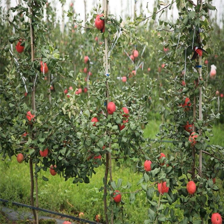 2公分苹果树苗、2公分苹果树苗批发基地