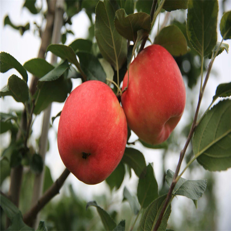 寒富蘋(píng)果苗價(jià)格、寒富蘋(píng)果苗價(jià)格及報(bào)價(jià)