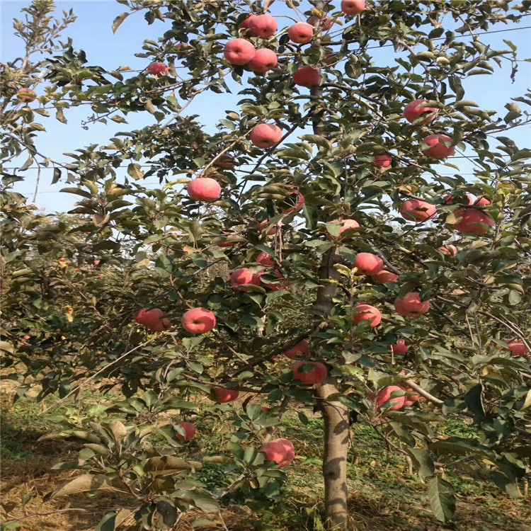 批發(fā)煙富10號蘋果苗、批發(fā)煙富10號蘋果苗價格及報價