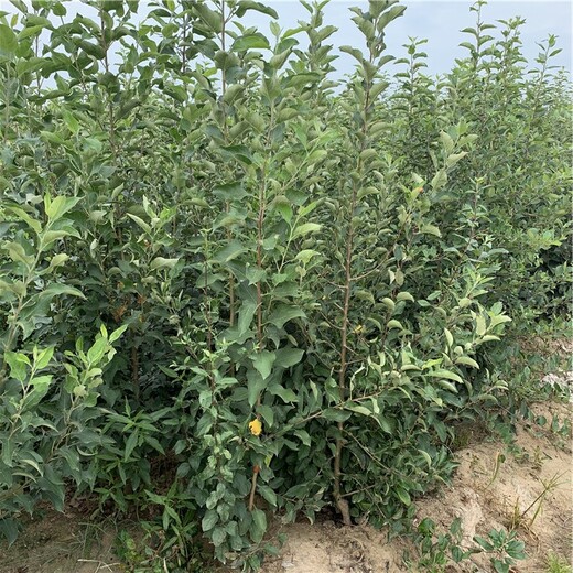 紅露蘋(píng)果樹(shù)苗價(jià)格、紅露蘋(píng)果樹(shù)苗基地