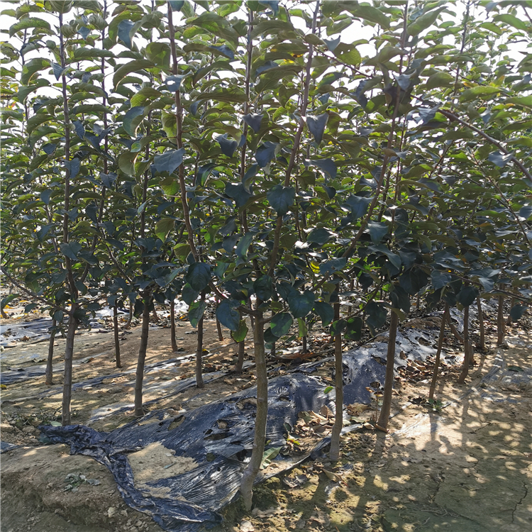 華玉蘋果苗、華玉蘋果苗基地及報價