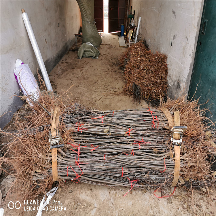 冰糖心蘋果樹(shù)苗、冰糖心蘋果樹(shù)苗批發(fā)