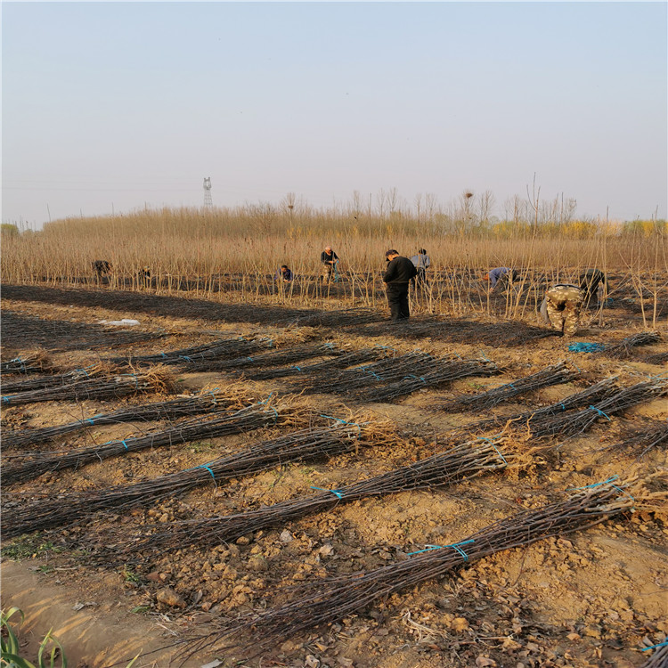 出售神富6號蘋果苗、出售神富6號蘋果苗價格及基地