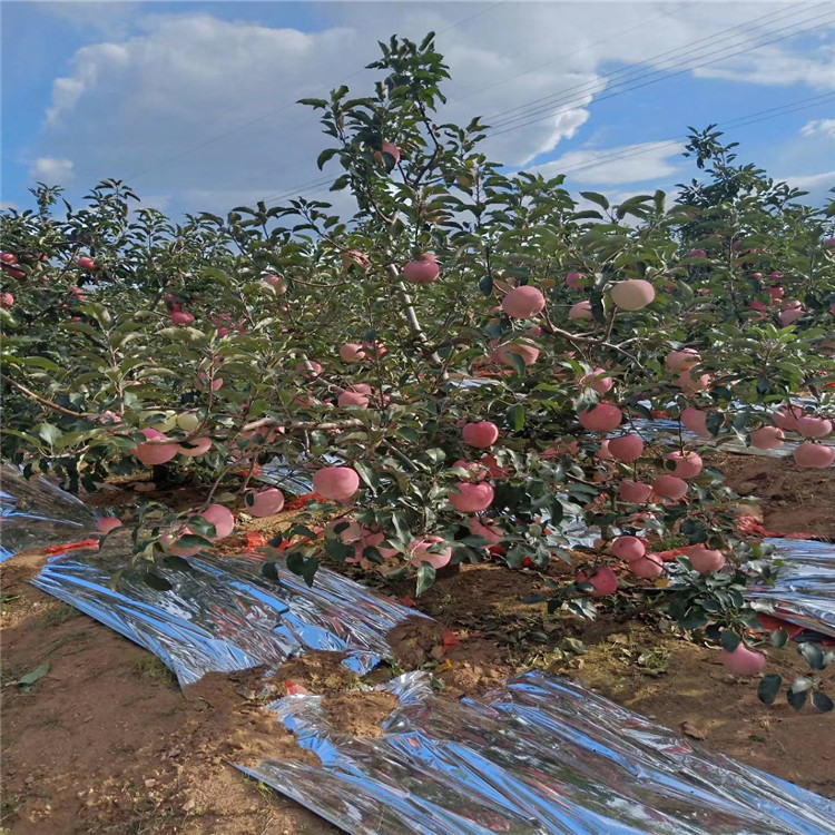 红蛇果苹果树苗、红蛇果苹果树苗新品种