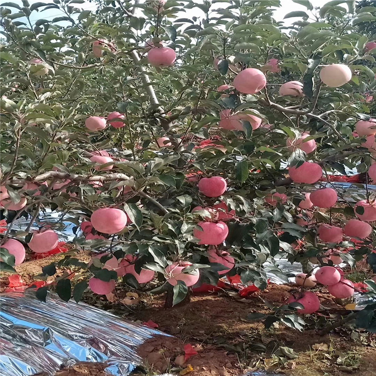 奶油蘋果苗、奶油蘋果苗價格及報價