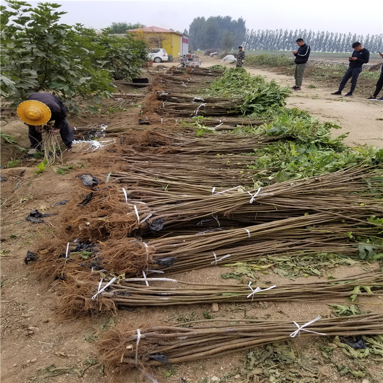 果王無(wú)花果苗出售、果王無(wú)花果苗基地