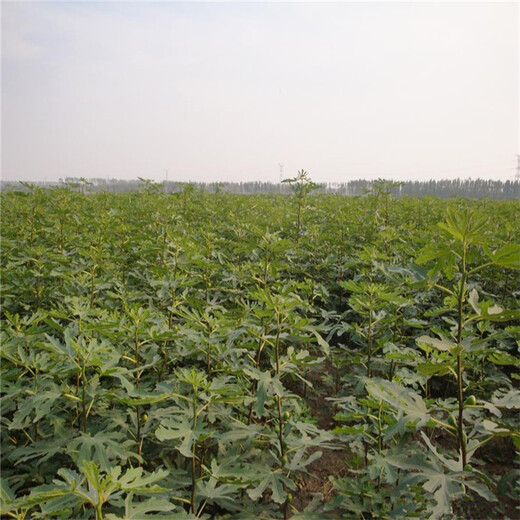 批發(fā)沙漠王無(wú)花果樹苗、批發(fā)沙漠王無(wú)花果樹苗價(jià)格