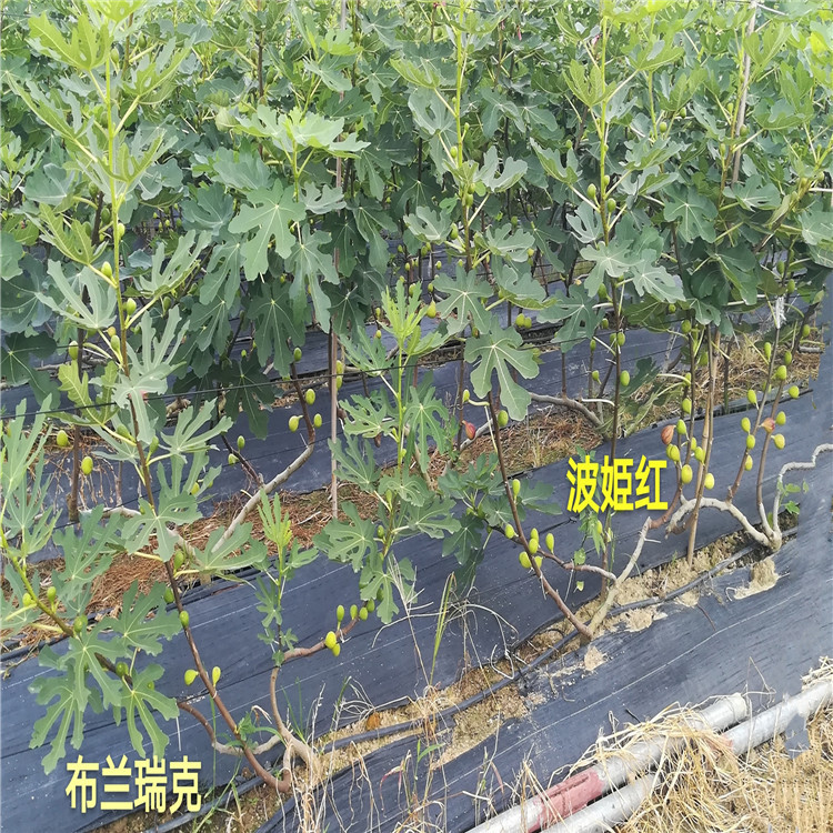 批发山东无花果苗、批发山东无花果苗价格