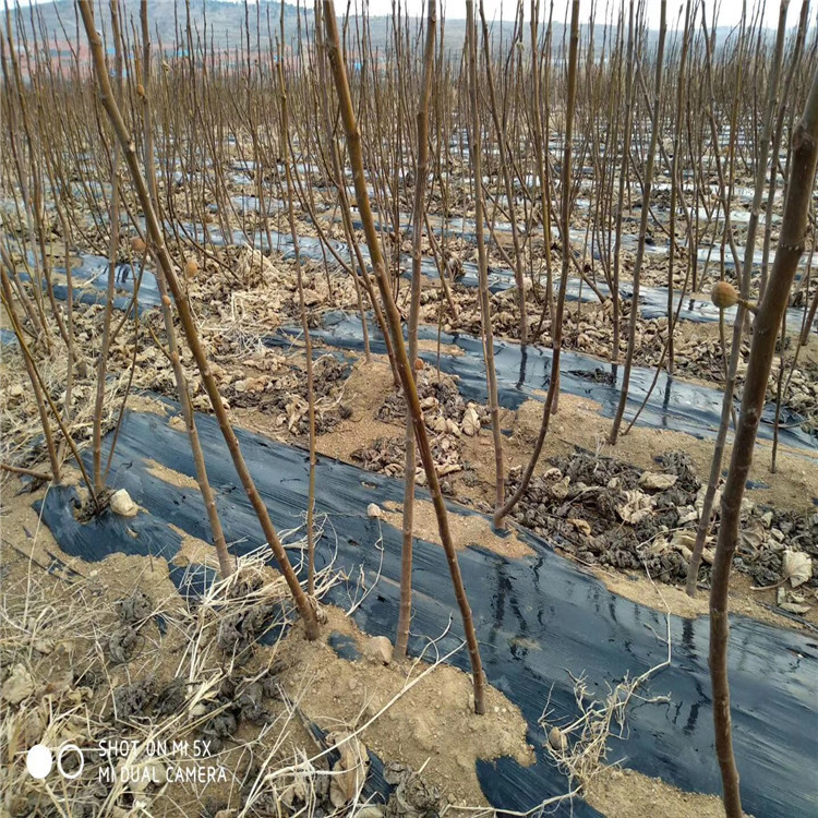 新品种无花果树苗价格、新品种无花果树苗基地