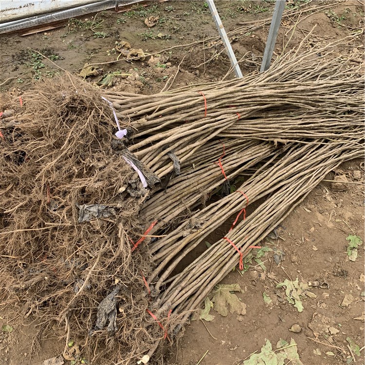 上海青皮无花果树苗出售、上海青皮无花果树苗基地