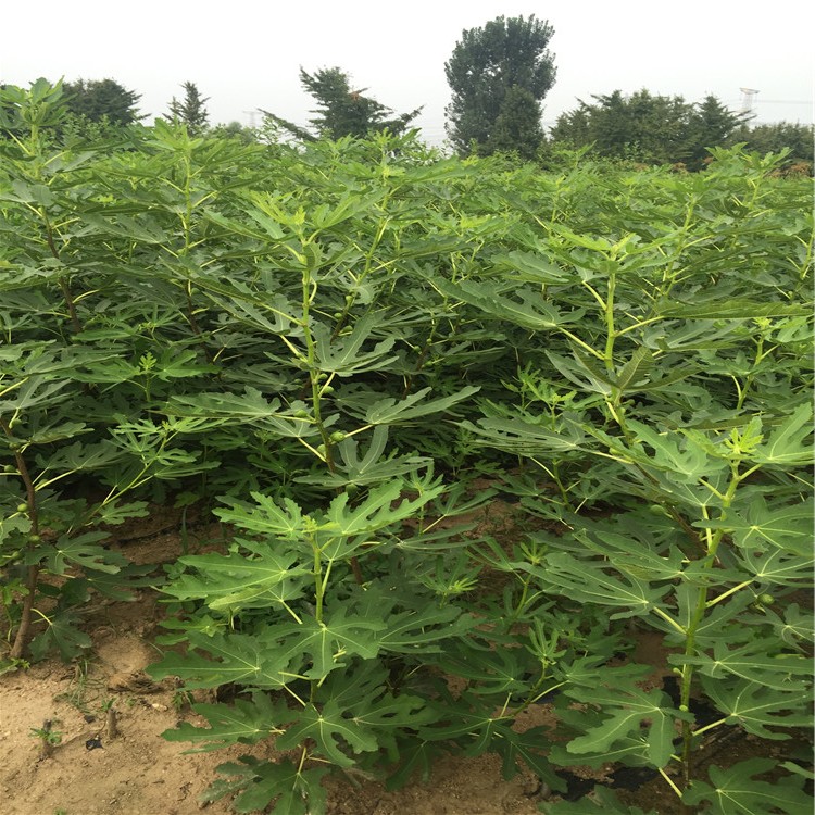 中國紫果無花果苗出售、中國紫果無花果苗基地