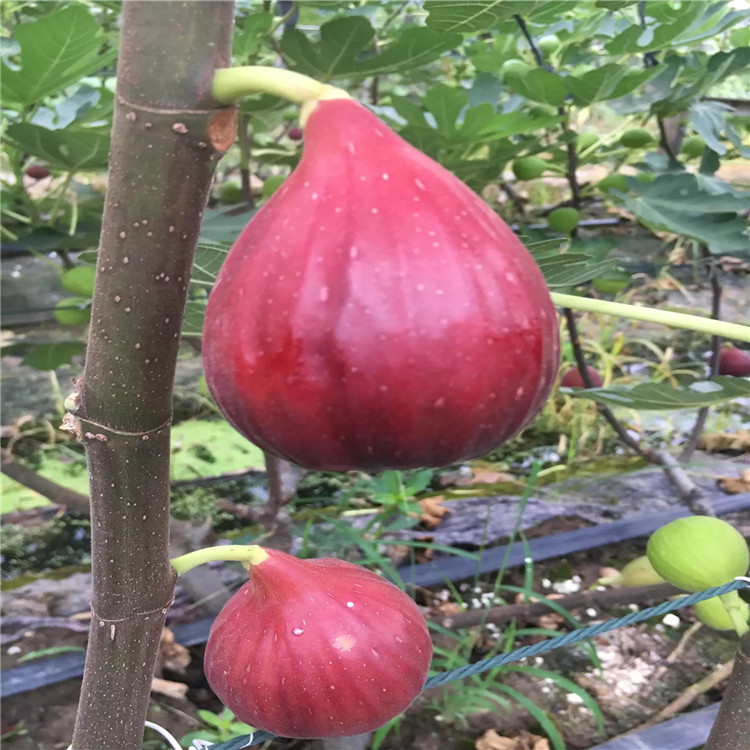 红矮生无花果苗、红矮生无花果苗新品种