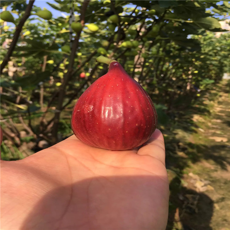 亞當(dāng)無(wú)花果苗、亞當(dāng)無(wú)花果苗出售基地