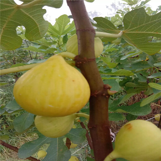 1公分無花果苗、1公分無花果苗價位
