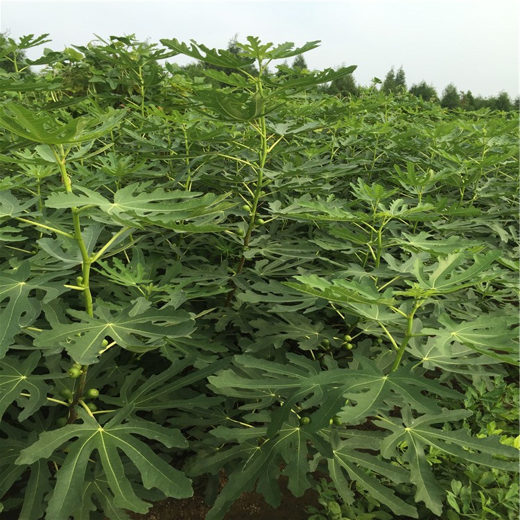 出售砂糖無花果樹苗、砂糖無花果樹苗基地