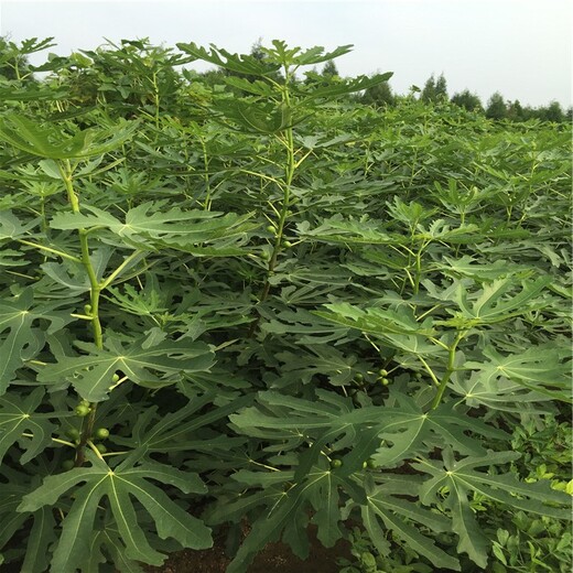 豐產(chǎn)黃無花果樹苗批發(fā)、豐產(chǎn)黃無花果樹苗價格及報價