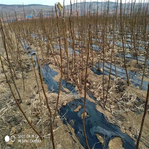 山東大青皮無花果苗價格、山東大青皮無花果苗基地