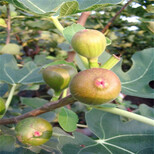 山东威海青皮无花果树苗、威海青皮无花果树苗基地图片0