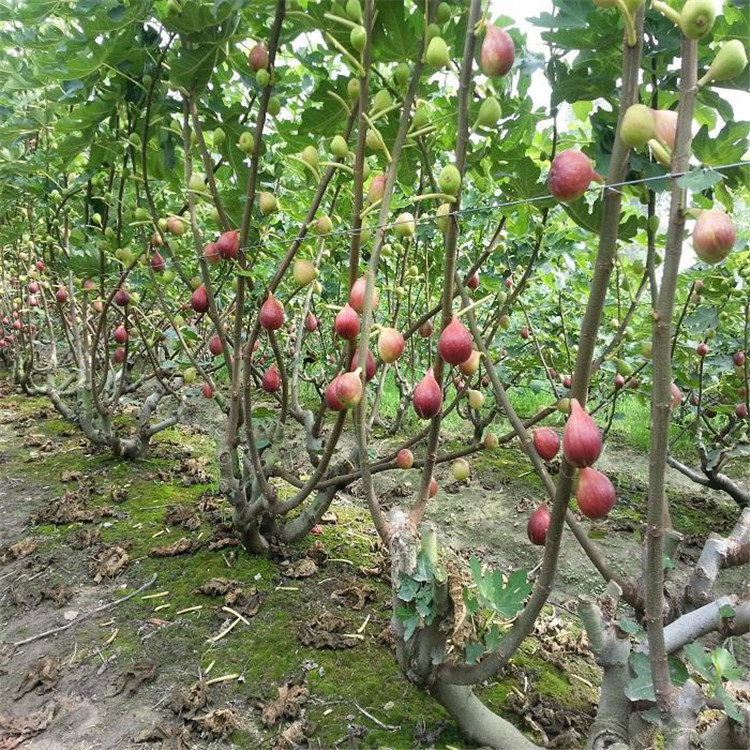 上海青皮无花果苗报价、上海青皮无花果苗价格