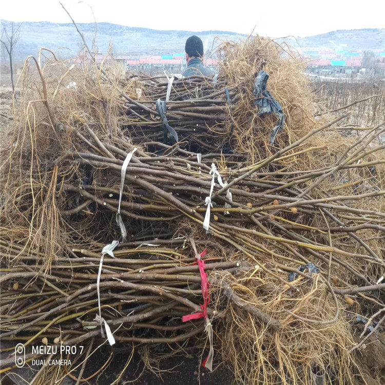 大青皮无花果苗