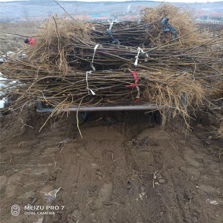 批发紫果无花果树苗、批发紫果无花果树苗基地