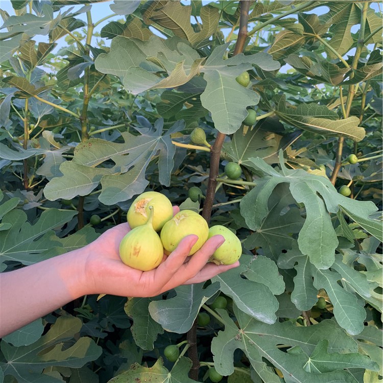 上海青皮无花果树苗出售、上海青皮无花果树苗基地