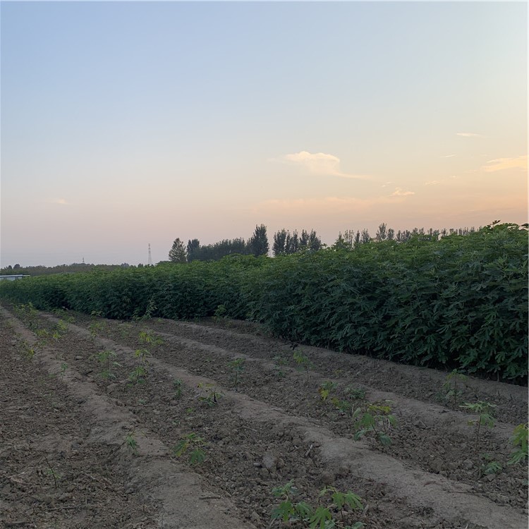 批发紫果无花果树苗、批发紫果无花果树苗基地