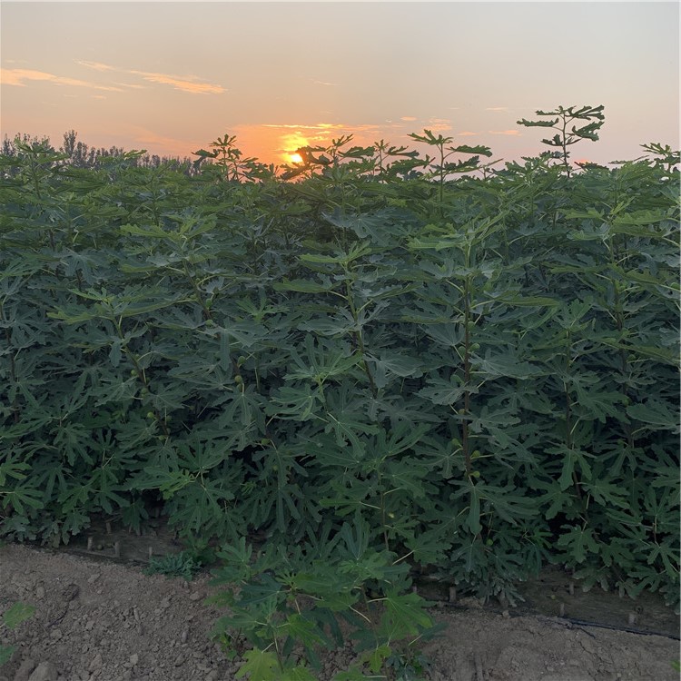 中國紫果無花果苗出售、中國紫果無花果苗基地