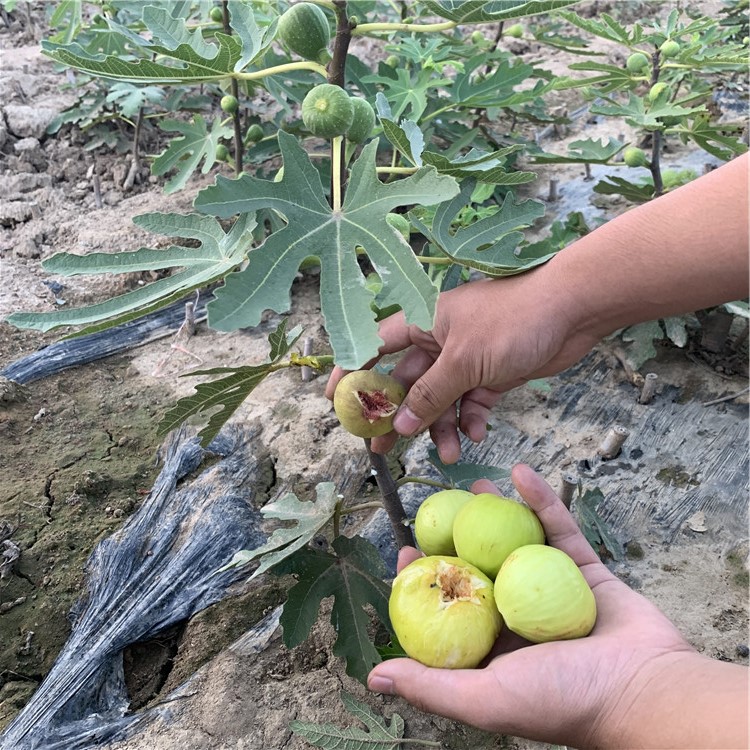 紫色波尔多无花果树苗价格、紫色波尔多无花果树苗基地