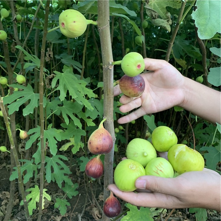 青皮无花果树苗批发、青皮无花果树苗价格及报价