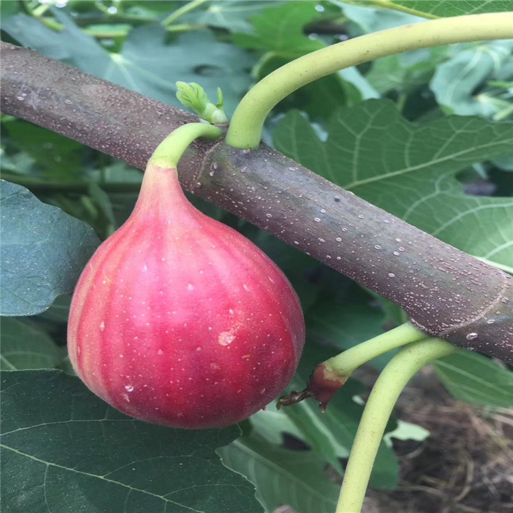 华丽无花果苗价格、山东华丽无花果苗