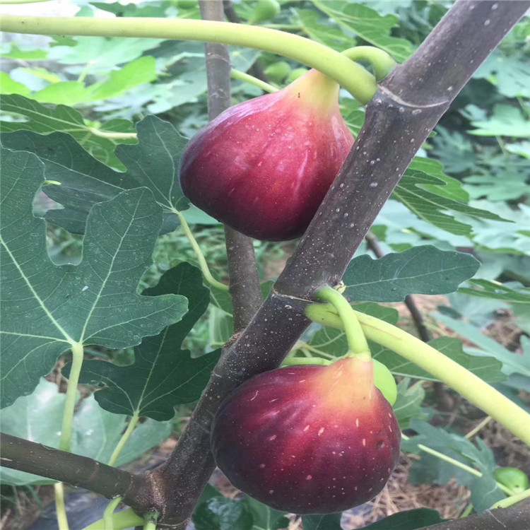 中農(nóng)紅無花果樹苗品種介紹、中農(nóng)紅無花果樹苗價格及基地