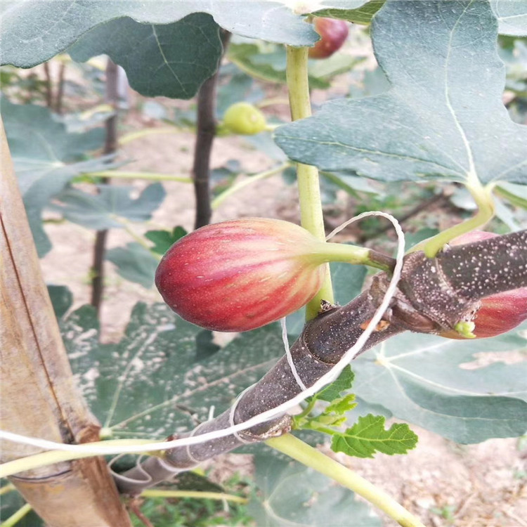 绿抗一号无花果苗出售、绿抗一号无花果苗价格及基地